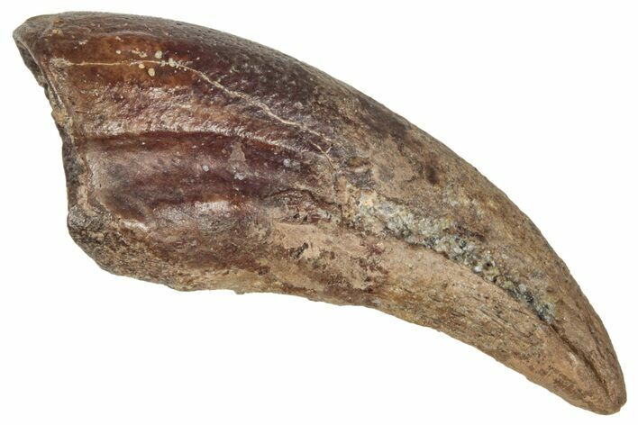 Fossil Dromaeosaurid Theropod (Raptor) Foot Claw - Montana #341081